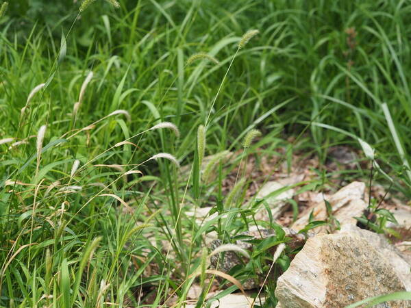 Setaria viridis Plant