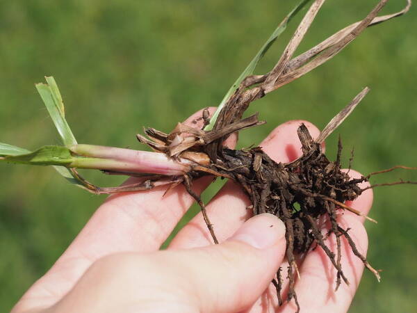 Sorghum bicolor nothosubsp. drummondii Culm base