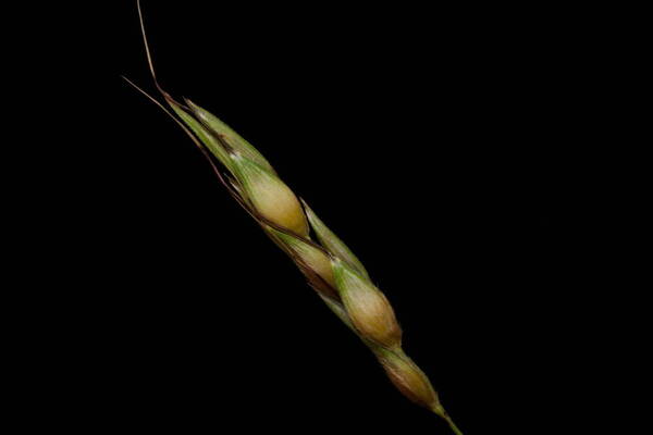 Sorghum bicolor nothosubsp. drummondii Spikelets