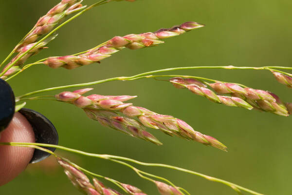 Sorghum bicolor nothosubsp. drummondii Spikelets