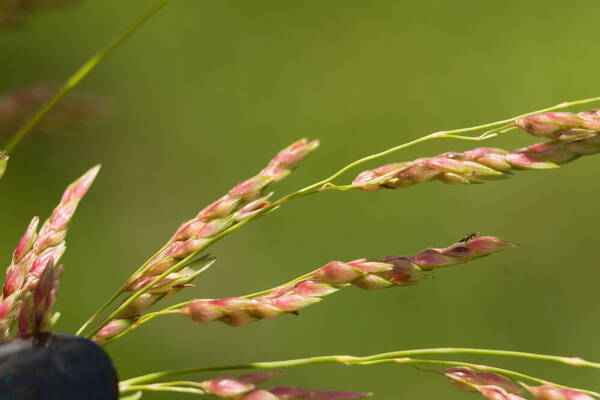 Sorghum bicolor nothosubsp. drummondii Spikelets