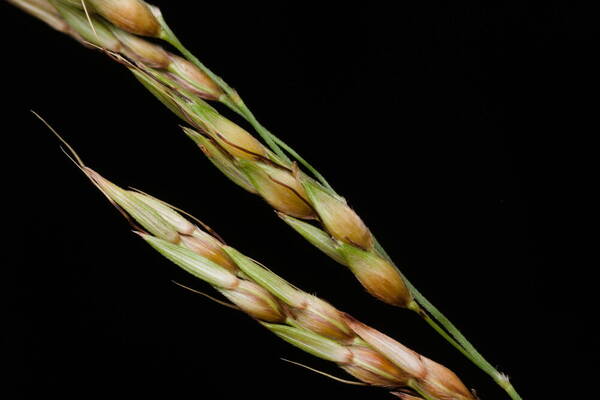 Sorghum bicolor nothosubsp. drummondii Spikelets