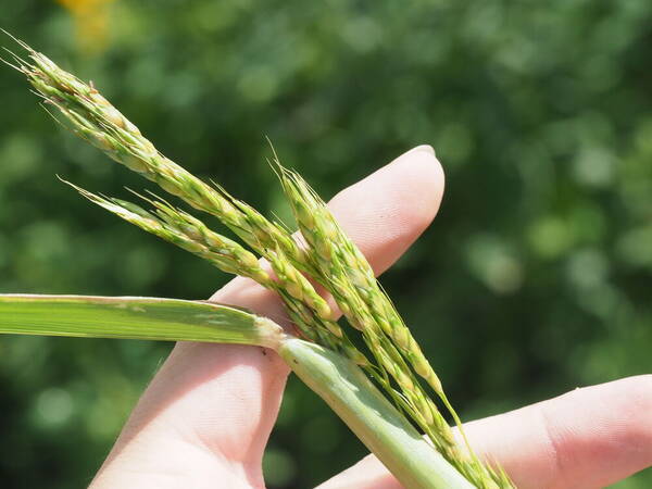 Sorghum bicolor nothosubsp. drummondii Spikelets