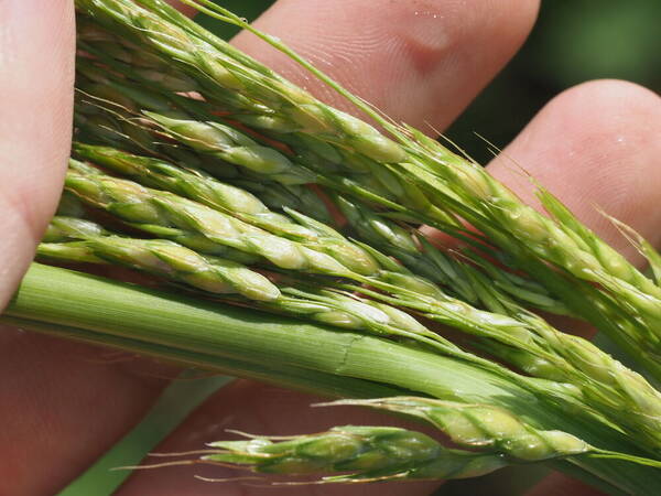 Sorghum bicolor nothosubsp. drummondii Spikelets