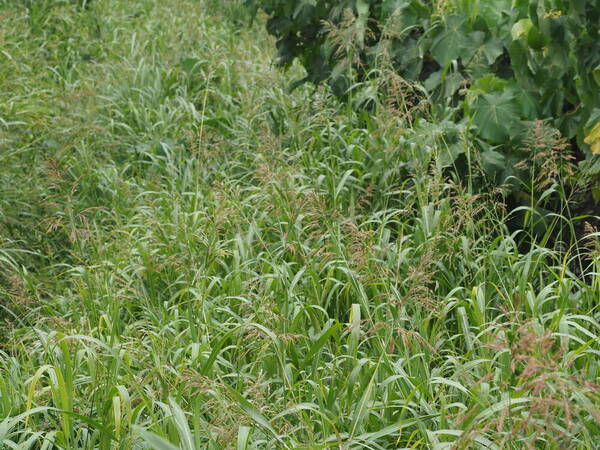 Sorghum bicolor nothosubsp. drummondii Habit