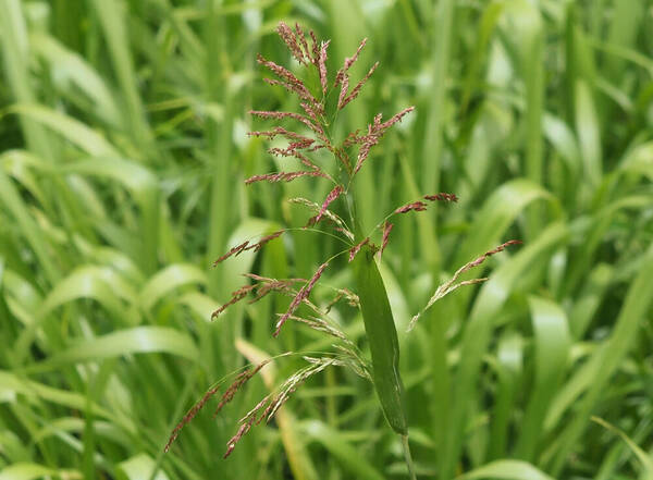 Sorghum bicolor nothosubsp. drummondii Inflorescence