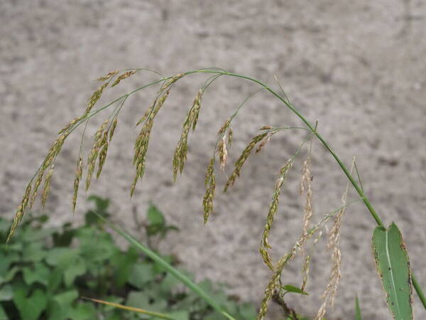 Sorghum bicolor nothosubsp. drummondii Inflorescence