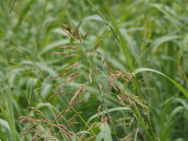 Sorghum bicolor nothosubsp. drummondii Inflorescence