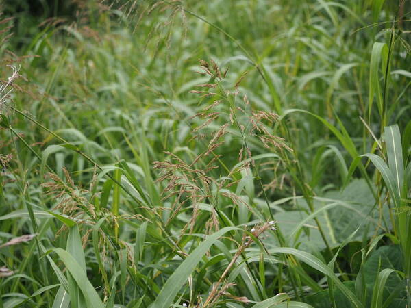 Sorghum bicolor nothosubsp. drummondii Inflorescence