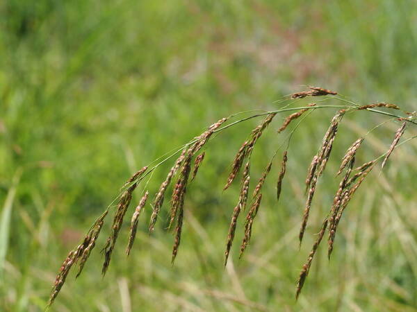 Sorghum bicolor nothosubsp. drummondii Inflorescence