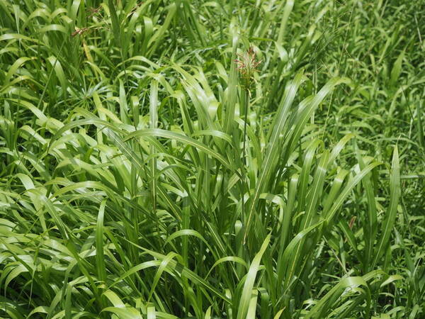 Sorghum bicolor nothosubsp. drummondii Plant