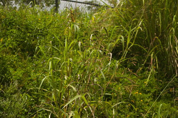 Sorghum bicolor nothosubsp. drummondii Plant