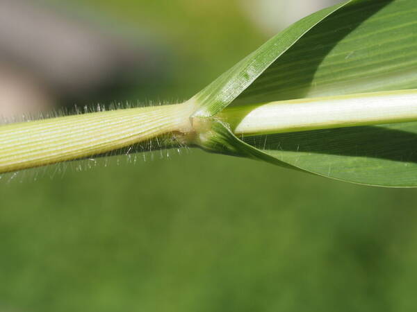 Sorghum bicolor subsp. bicolor Collar