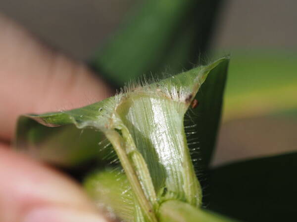 Sorghum bicolor subsp. bicolor Collar