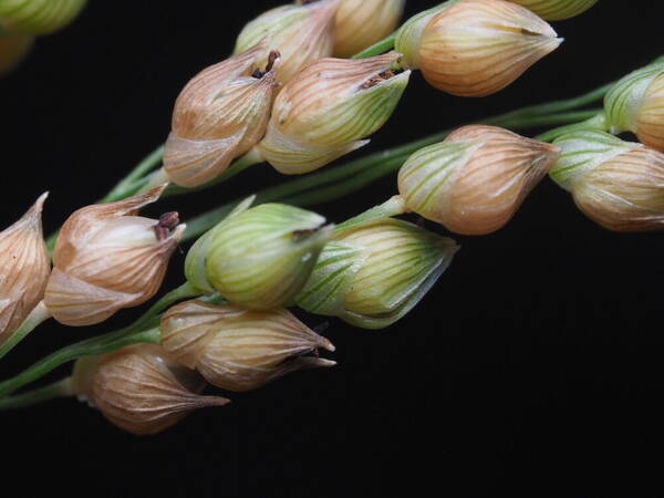 Sorghum bicolor subsp. bicolor Spikelets