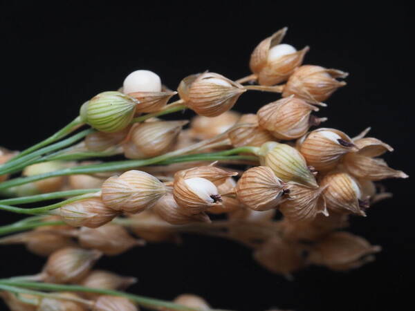 Sorghum bicolor subsp. bicolor Spikelets