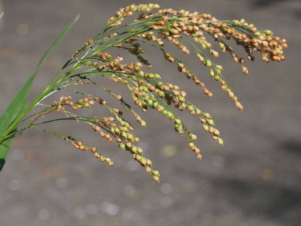 Sorghum bicolor subsp. bicolor Inflorescence