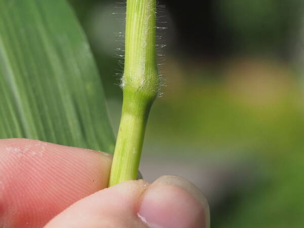 Sorghum bicolor subsp. bicolor Node