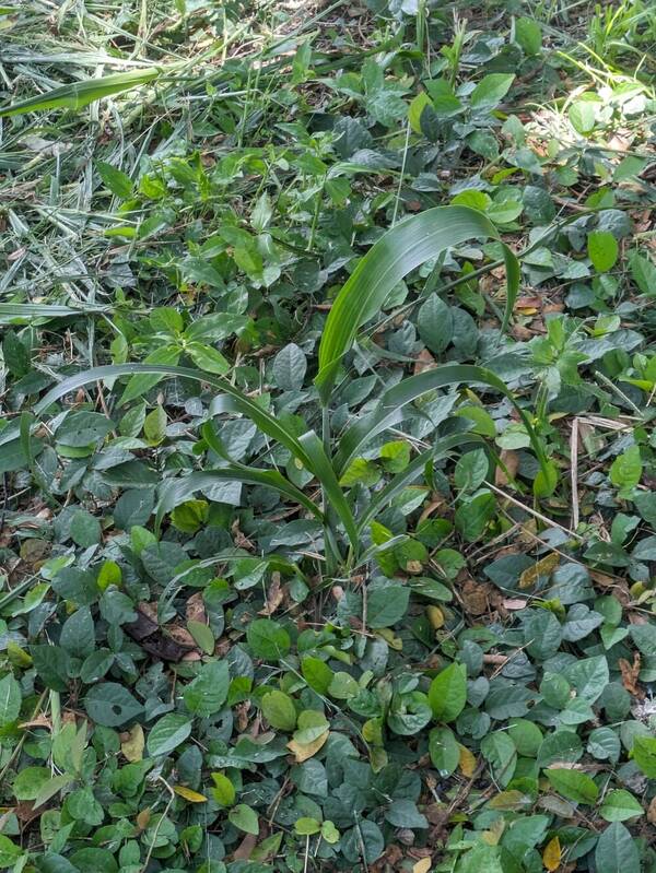 Sorghum bicolor subsp. bicolor Plant