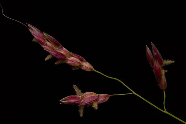 Sorghum halepense Spikelets