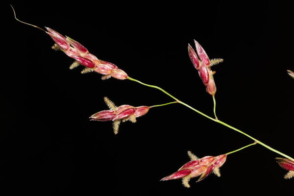 Sorghum halepense Spikelets