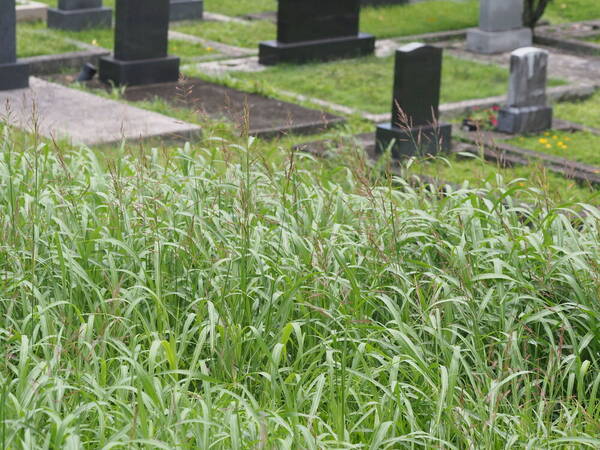 Sorghum halepense Habit