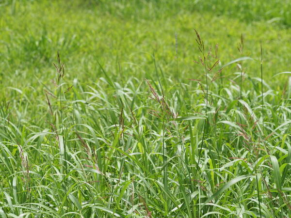 Sorghum halepense Habit