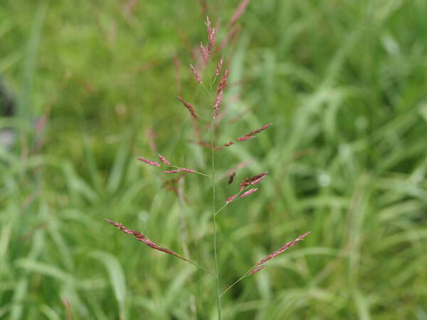 Sorghum halepense Inflorescence