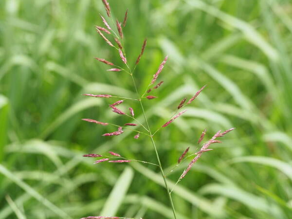 Sorghum halepense Inflorescence