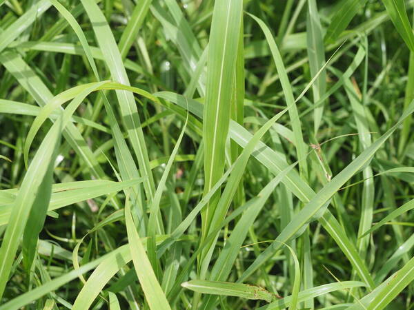 Sorghum halepense Plant