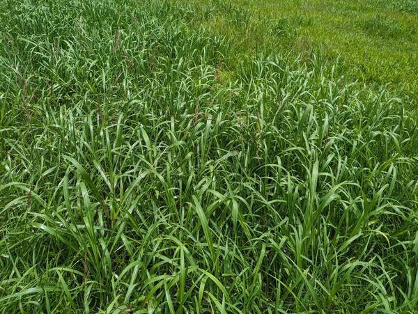 Sorghum halepense Plant