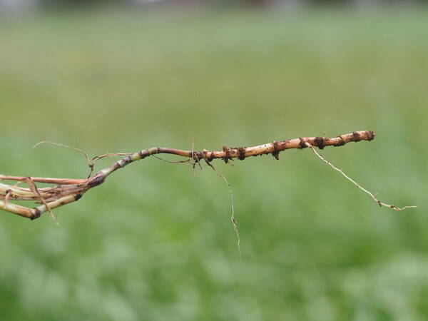 Sorghum halepense Rhizomes