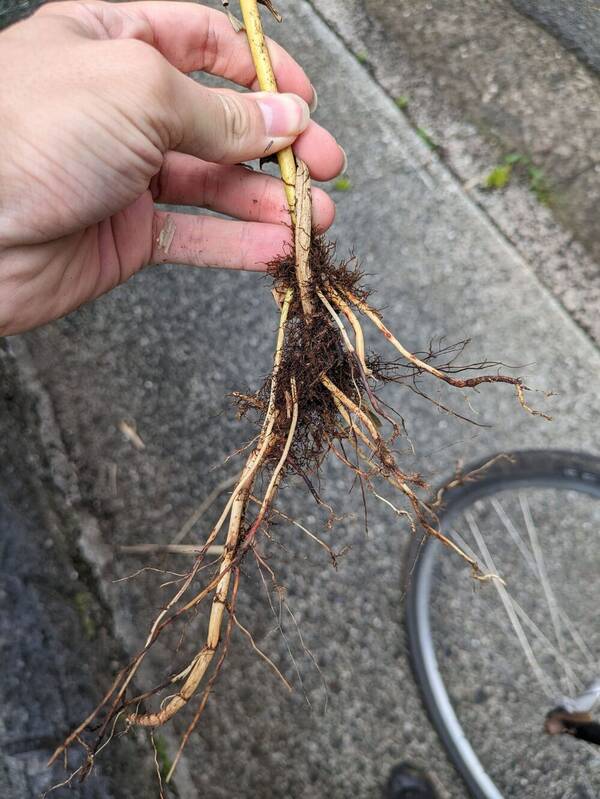 Sorghum halepense Rhizomes