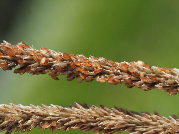 Sporobolus africanus Spikelets