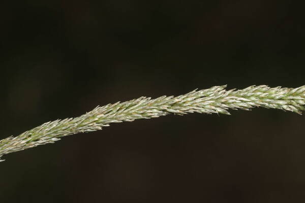 Sporobolus africanus Spikelets