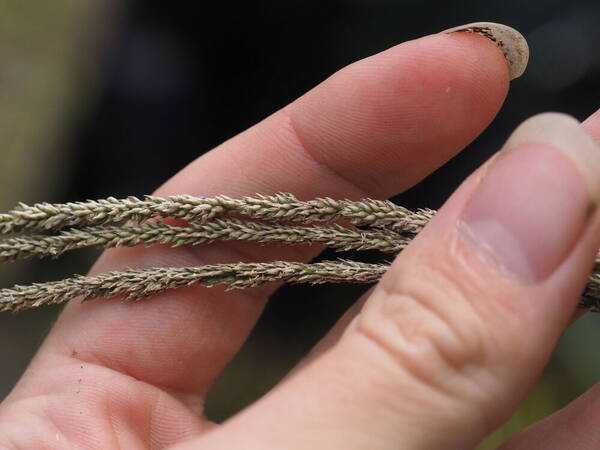 Sporobolus africanus Spikelets