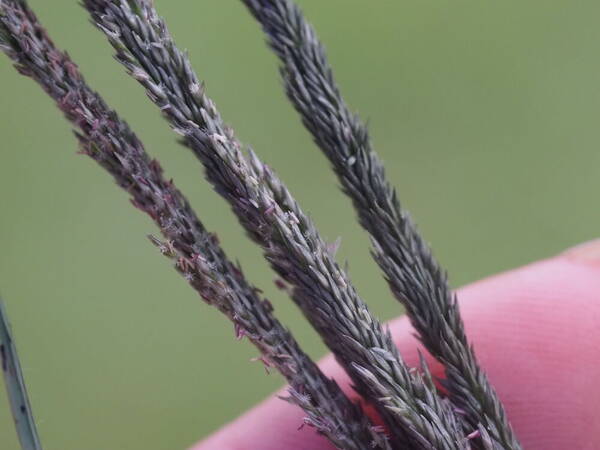 Sporobolus africanus Spikelets