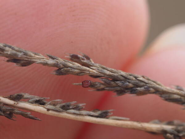 Sporobolus africanus Spikelets