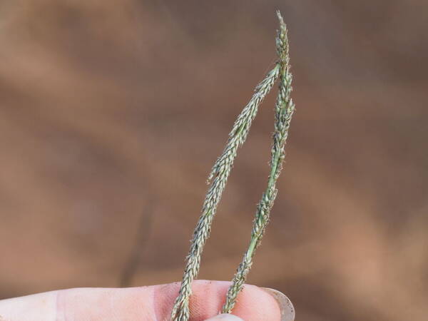 Sporobolus africanus Spikelets