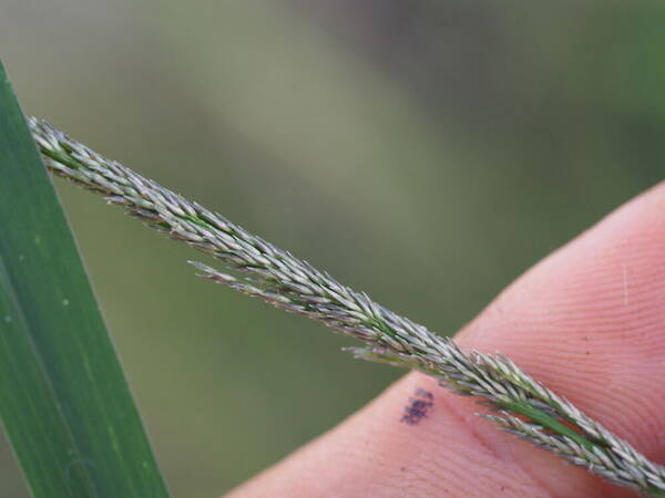 Sporobolus africanus Spikelets