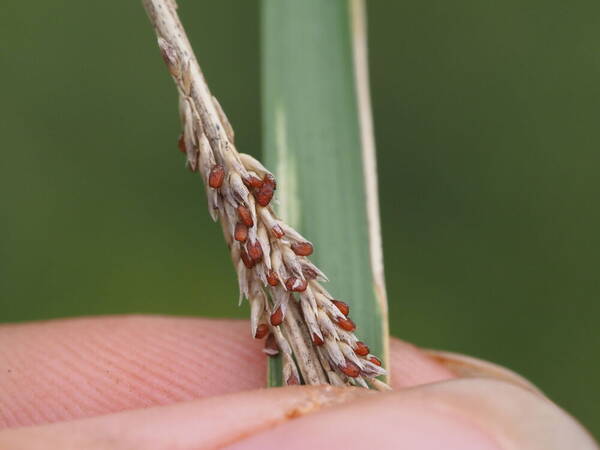 Sporobolus africanus Spikelets