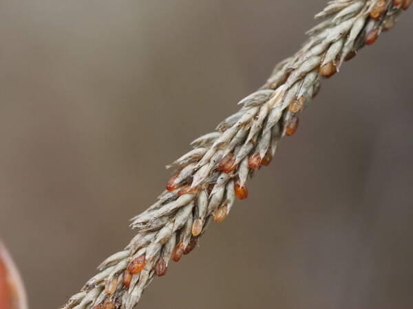 Sporobolus africanus Spikelets