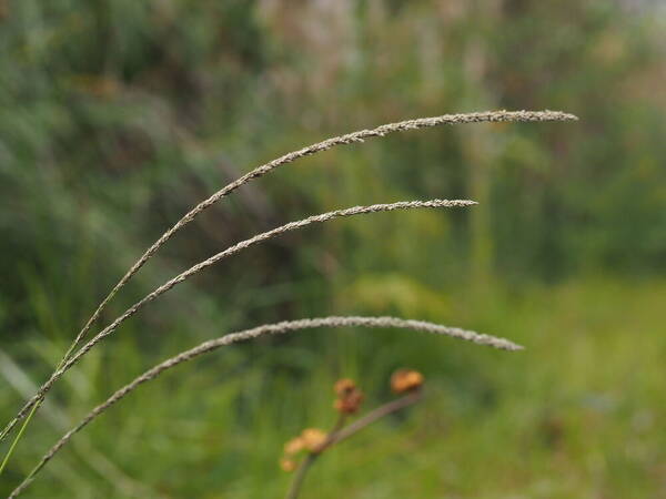 Sporobolus africanus Inflorescence