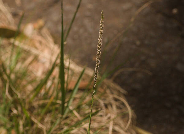 Sporobolus africanus Inflorescence