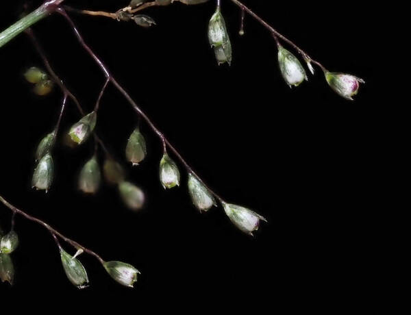 Sporobolus coromandelianus Spikelets