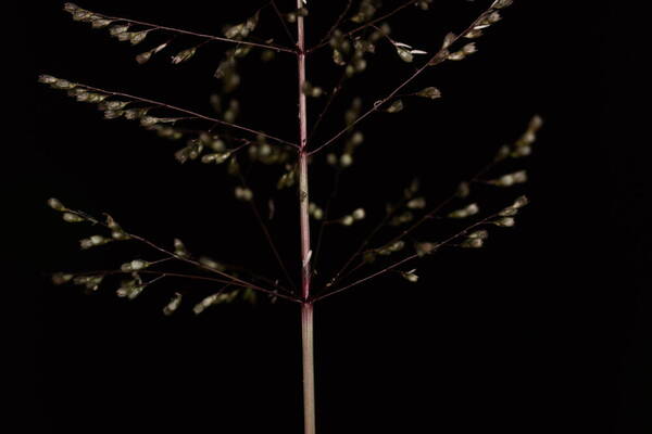 Sporobolus coromandelianus Spikelets