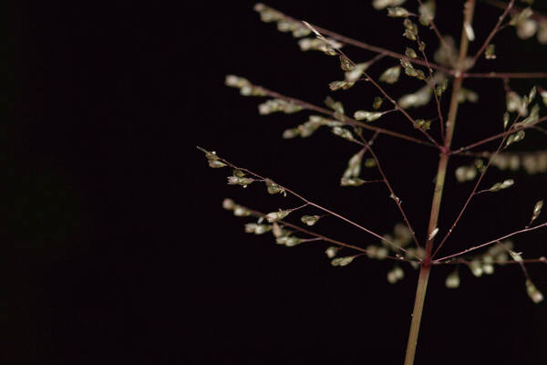 Sporobolus coromandelianus Spikelets