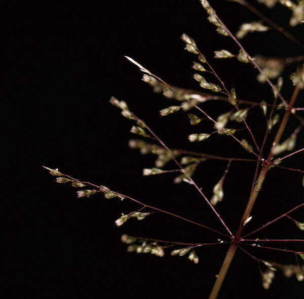 Sporobolus coromandelianus Spikelets