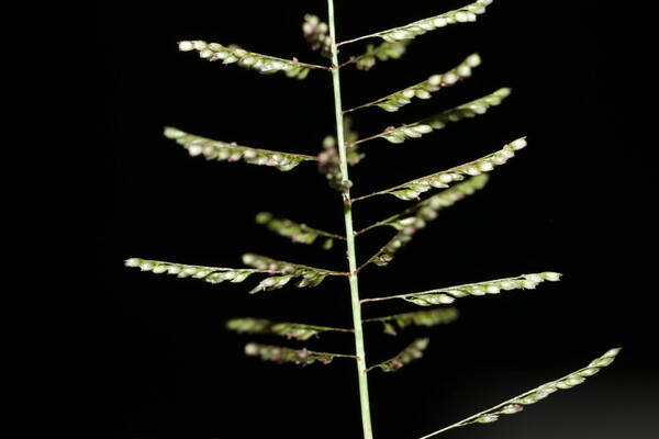 Sporobolus coromandelianus Spikelets