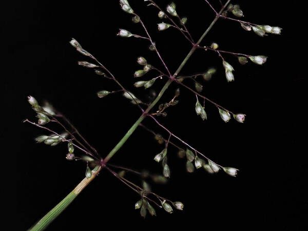 Sporobolus coromandelianus Spikelets